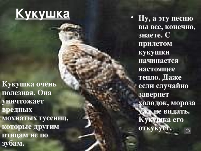 Кукушка Ну, а эту песню вы все, конечно, знаете. С прилетом кукушки начинается настоящее тепло. Даже если случайно завернет холодок, мороза уже не видать. Кукушка его откукует. Кукушка очень полезная. Она уничтожает вредных мохнатых гусениц, которые другим птицам не по зубам.