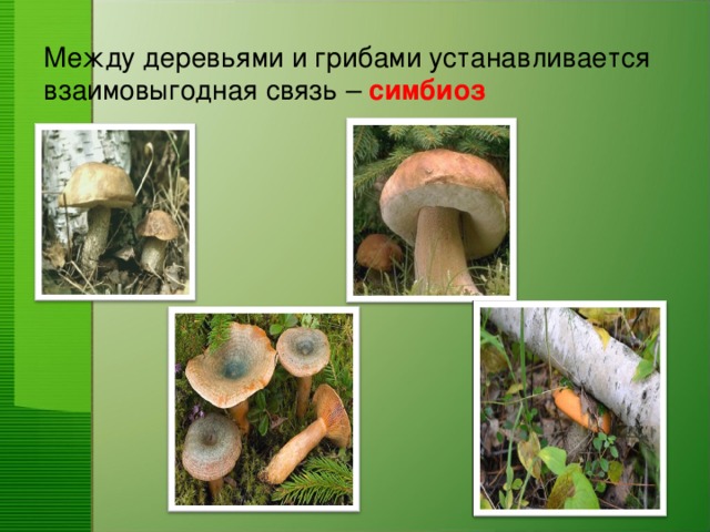 Между деревьями и грибами устанавливается взаимовыгодная связь – симбиоз
