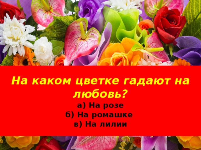 На каком цветке гадают на любовь?  а) На розе  б) На ромашке  в) На лилии