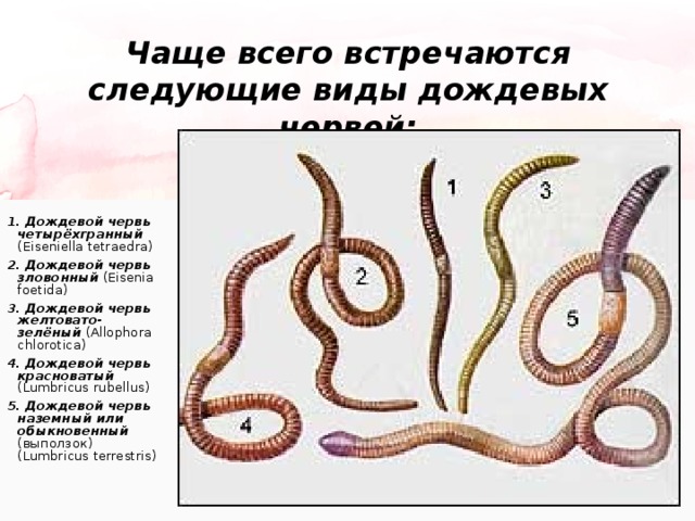 Чаще всего встречаются следующие виды дождевых червей: 1. Дождевой червь четырёхгранный (Eiseniella tetraedra) 2. Дождевой червь зловонный (Eisenia foetida) 3. Дождевой червь желтовато-зелёный (Allophora chlorotica) 4. Дождевой червь красноватый (Lumbricus rubellus) 5. Дождевой червь наземный или обыкновенный (выползок) (Lumbricus terrestris)
