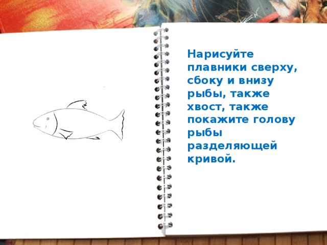 Нарисуйте плавники сверху, сбоку и внизу рыбы, также хвост, также покажите голову рыбы разделяющей кривой.