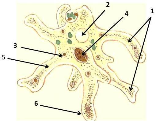 Строение амебы рисунок с подписями