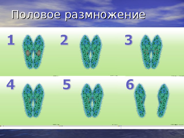 Половое размножение