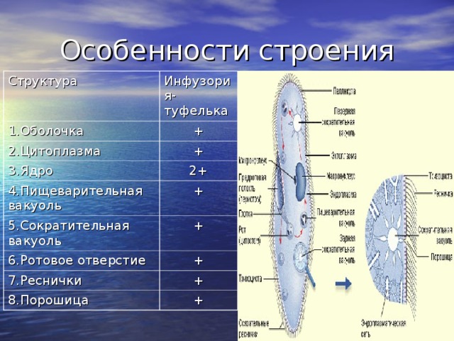 Особенности строения Структура Инфузория-туфелька 1.Оболочка + 2.Цитоплазма + 3.Ядро 2+ 4.Пищеварительная вакуоль 5.Сократительная вакуоль + + 6.Ротовое отверстие + 7.Реснички + 8.Порошица +