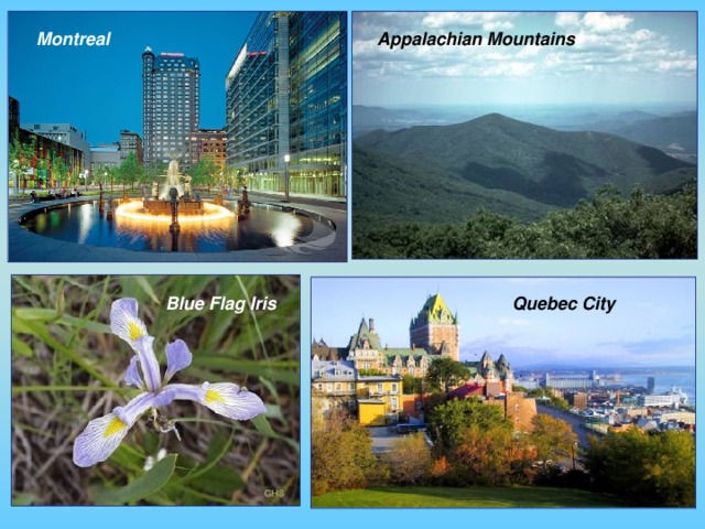 Montreal Appalachian Mountains Blue Flag Iris Quebec City