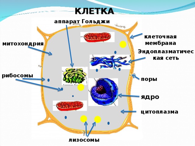 КЛЕТКА аппарат Гольджи  клеточная мембрана митохондрия Эндоплазматическая сеть рибосомы поры ядро цитоплазма лизосомы