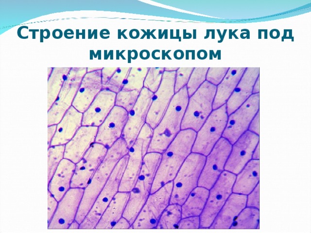 Лабораторная работа  «Изучение строения растительной клетки» Ход работы : 1. Настройте микроскоп для работы 2. Поместите препарат на предметный столик 3 . Рассмотрите препарат. Найдите продолговатые клетки, плотно прилегающие одна к другой. Отметьте , какие части клеток вы видите. 4 . Зарисуйте 2-3 клетки кожицы лука.  Обозначьте клеточную оболочку ,  цитоплазму ,ядро ,  вакуоль с клеточным соком. 5. Сделайте вывод ,закончив предложения