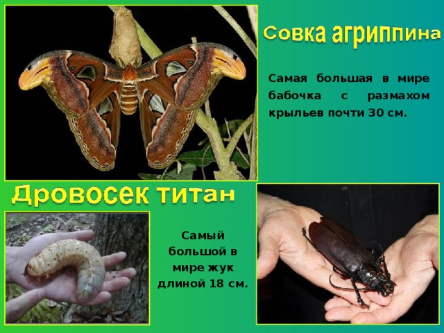 Самая большая в мире бабочка с размахом крыльев почти 30 см. Самый большой в мире жук длиной 18 см.