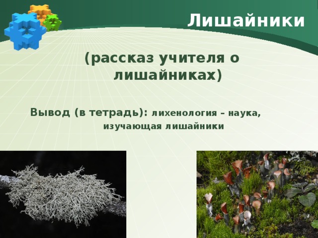 Лишайники (рассказ учителя о лишайниках)  Вывод (в тетрадь): лихенология – наука,  изучающая лишайники