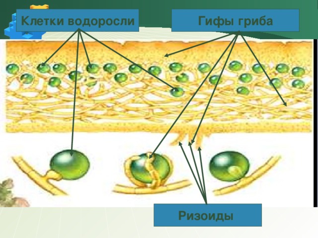 Клетки водоросли Гифы гриба Ризоиды