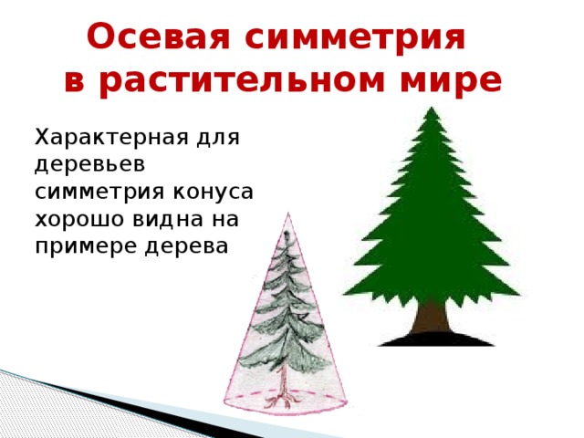 Осевая симметрия  в растительном мире    Характерная для деревьев симметрия конуса хорошо видна на примере дерева