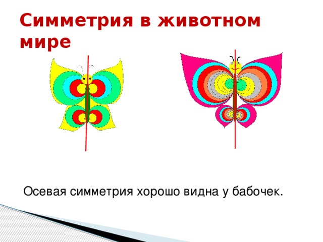 Симметрия в животном мире Осевая симметрия хорошо видна у бабочек.