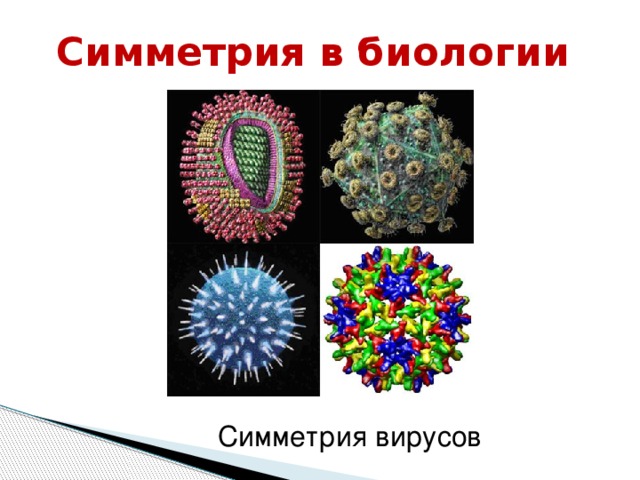 Симметрия в биологии Симметрия вирусов