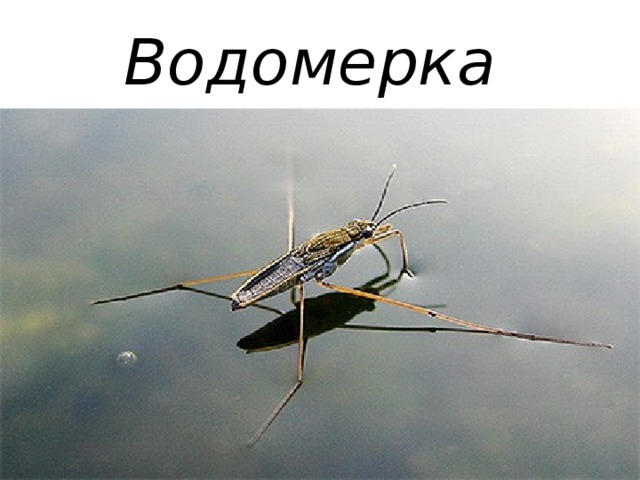 Водомерка