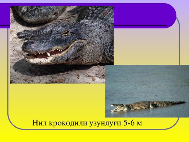 Нил крокодили узунлуғи 5-6 м