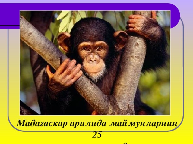 Мадагаскар арилида маймунларниң 25 түри учришиду