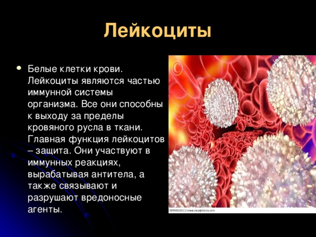 Лейкоциты крови способны. Лейкоциты. Белые клетки крови. Лейкоциты в крови. Лейкоциты участвуют в.
