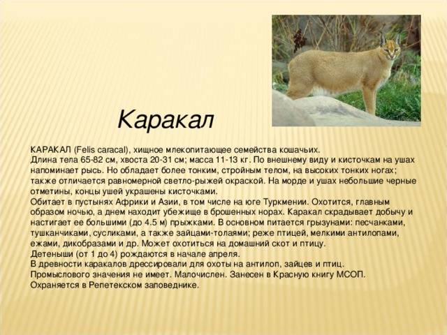 Каракал КАРАКАЛ (Felis caracal), хищное млекопитающее семейства кошачьих. Длина тела 65-82 см, хвоста 20-31 см; масса 11-13 кг. По внешнему виду и кисточкам на ушах напоминает рысь. Но обладает более тонким, стройным телом, на высоких тонких ногах; также отличается равномерной светло-рыжей окраской. На морде и ушах небольшие черные отметины, концы ушей украшены кисточками. Обитает в пустынях Африки и Азии, в том числе на юге Туркмении. Охотится, главным образом ночью, а днем находит убежище в брошенных норах. Каракал скрадывает добычу и настигает ее большими (до 4.5 м) прыжками. В основном питается грызунами: песчанками, тушканчиками, сусликами, а также зайцами-толаями; реже птицей, мелкими антилопами, ежами, дикобразами и др. Может охотиться на домашний скот и птицу. Детеныши (от 1 до 4) рождаются в начале апреля. В древности каракалов дрессировали для охоты на антилоп, зайцев и птиц. Промыслового значения не имеет. Малочислен. Занесен в Красную книгу МСОП. Охраняется в Репетекском заповеднике.