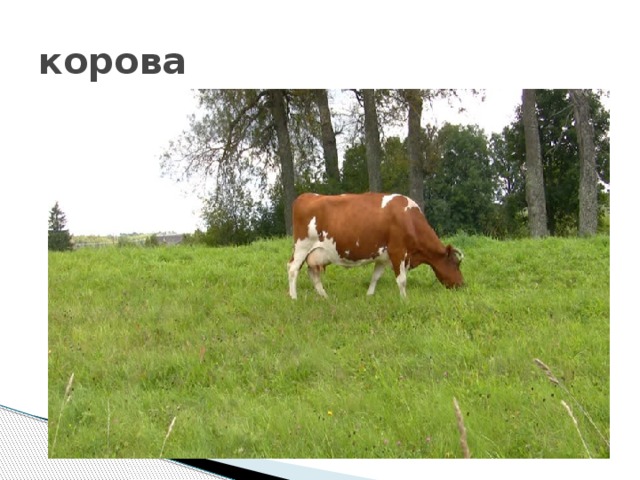 корова