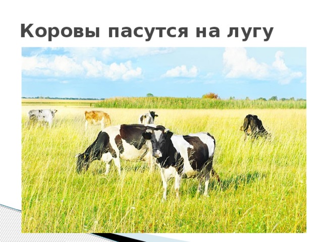 Коровы пасутся на лугу