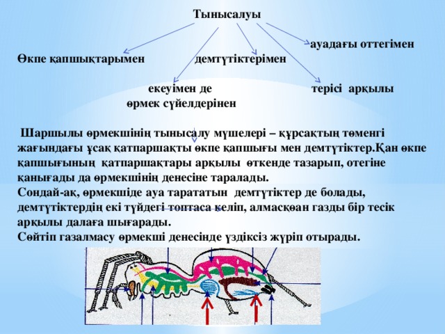 Тынысалуы   ауадағы оттегімен Өкпе қапшықтарымен демтүтіктерімен   екеуімен де терісі арқылы  өрмек сүйелдерінен   Шаршылы өрмекшінің тынысалу мүшелері – құрсақтың төменгі жағындағы ұсақ қатпаршақты өкпе қапшығы мен демтүтіктер.Қан өкпе қапшығының қатпаршақтары арқылы өткенде тазарып, отегіне қанығады да өрмекшінің денесіне таралады. Сондай-ақ, өрмекшіде ауа тарататын демтүтіктер де болады, демтүтіктердің екі түйдегі топтаса келіп, алмасқөан газды бір тесік арқылы далаға шығарады. Сөйтіп газалмасу өрмекші денесінде үздіксіз жүріп отырады.