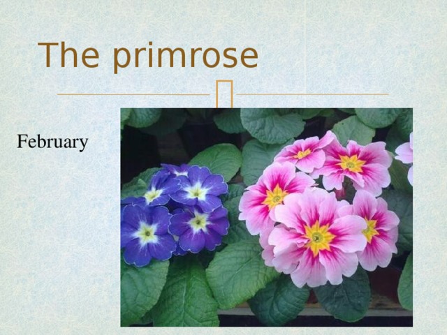 The primrose February