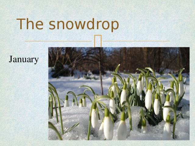 The snowdrop January
