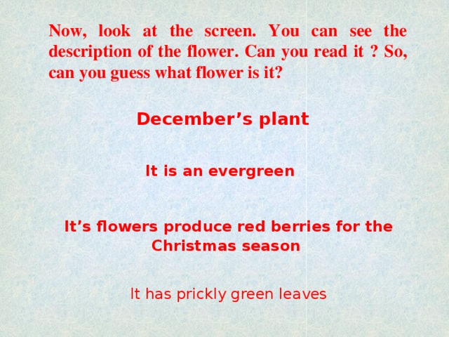 Now, look at the screen. You can see the description of the flower. Can you read it ? So, can you guess what flower is it?  December’s plant It is an evergreen  It’s flowers produce red berries for the Christmas season It has prickly green leaves