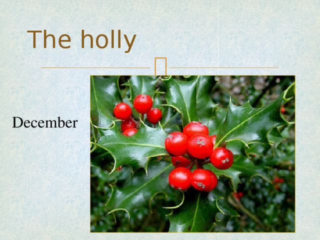 The holly December