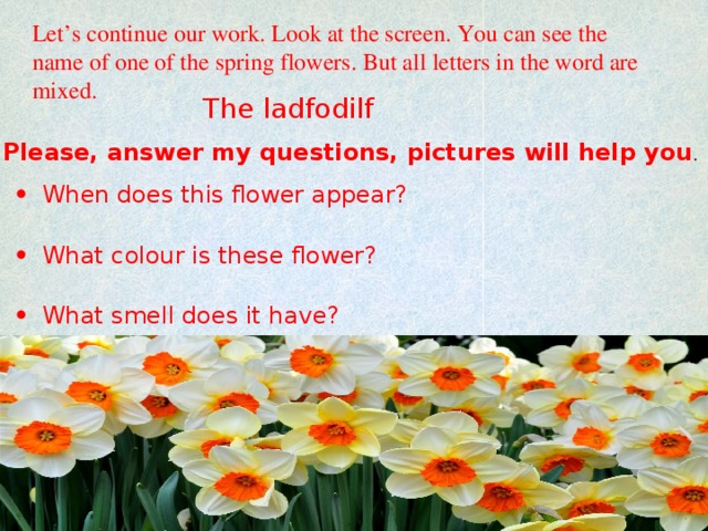 Let’s continue our work. Look at the screen. You can see the name of one of the spring flowers. But all letters in the word are mixed. The ladfodilf Please, answer my questions, pictures will help you .
