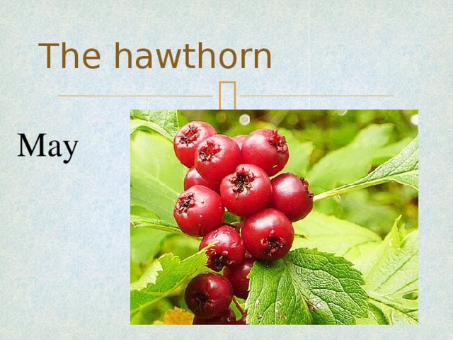 The hawthorn May