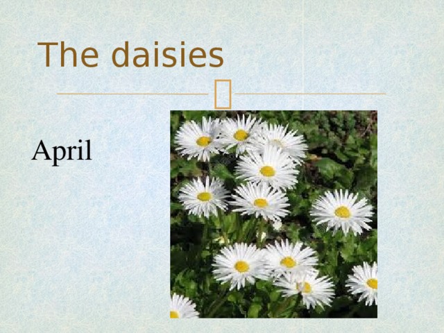 The daisies April