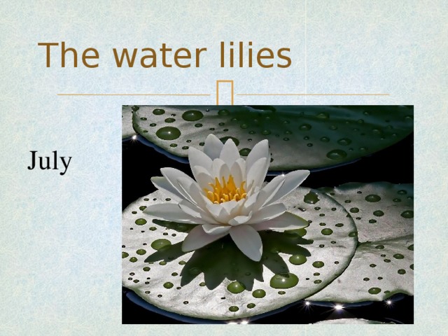 The water lilies July