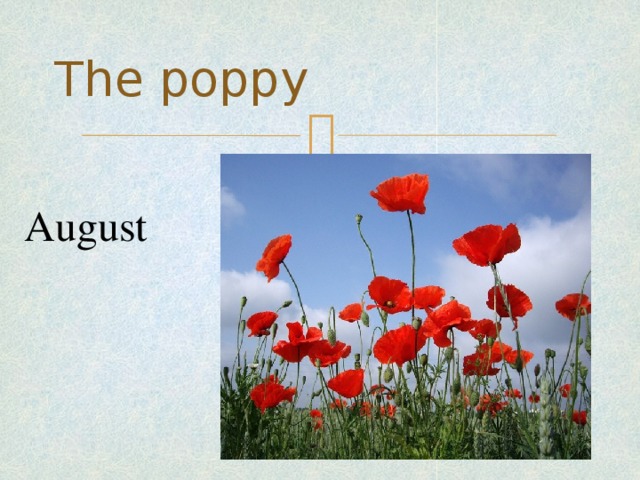 The poppy August