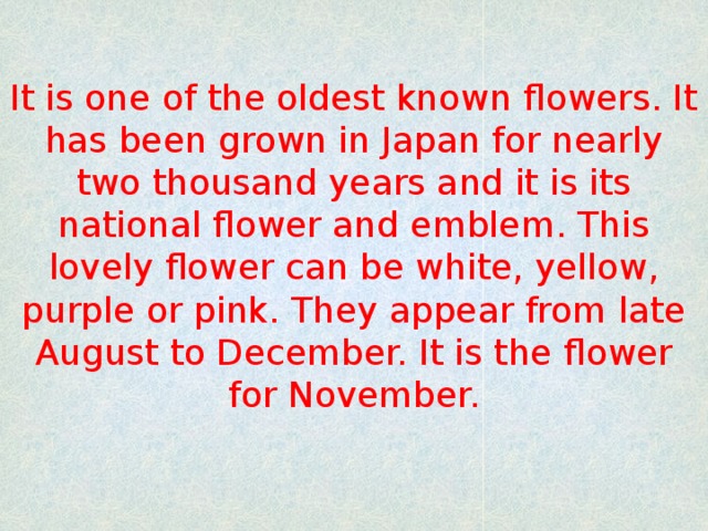 It is one of the oldest known flowers. It has been grown in Japan for nearly two thousand years and it is its national flower and emblem. This lovely flower can be white, yellow, purple or pink. They appear from late August to December. It is the flower for November.