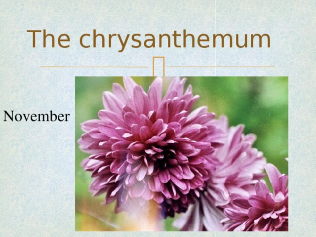 The chrysanthemum November