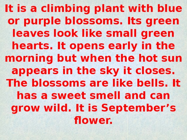 It is a climbing plant with blue or purple blossoms. Its green leaves look like small green hearts. It opens early in the morning but when the hot sun appears in the sky it closes. The blossoms are like bells. It has a sweet smell and can grow wild. It is September’s flower.