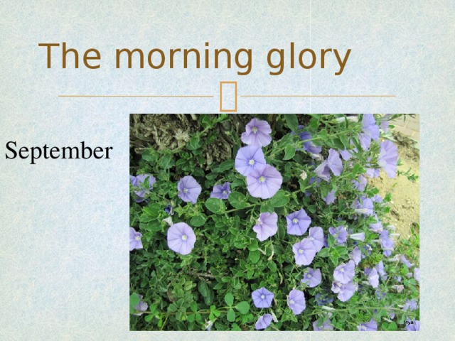 The morning glory September