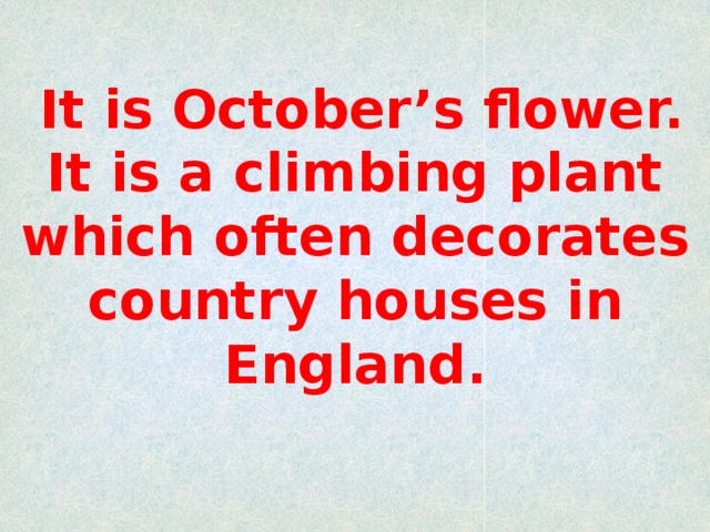 It is October’s flower. It is a climbing plant which often decorates country houses in England.