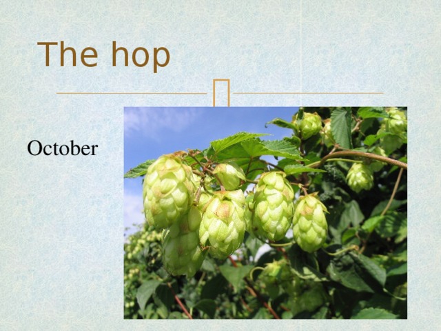 The hop October