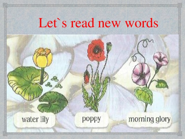 Let`s read new words