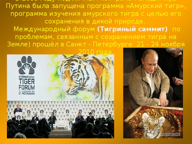 В 2008 году под личным контролем Владимира Путина была запущена программа «Амурский тигр», программа изучения амурского тигра с целью его сохранения в дикой природе.   Международный форум (Тигриный саммит) по проблемам, связанным с сохранением тигра на Земле) прошёл в Санкт - Петербурге  21 - 24 ноября 2010 года.