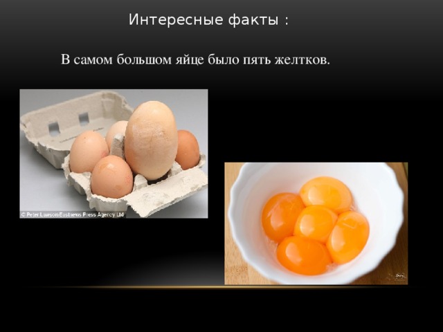 Интересные факты : В самом большом яйце было пять желтков.