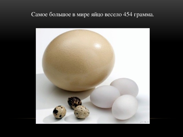 Самое большое в мире яйцо весело 454 грамма.