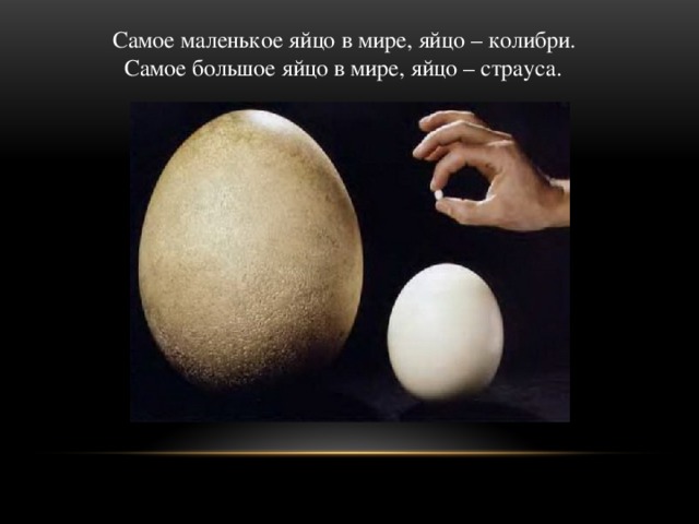 Самое маленькое яйцо в мире, яйцо – колибри.  Самое большое яйцо в мире, яйцо – страуса.