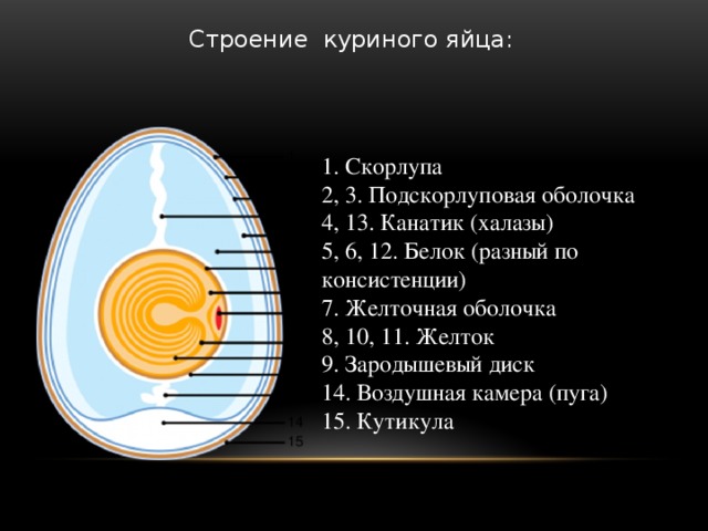 Строение куриного яйца: 1. Скорлупа 2, 3. Подскорлуповая оболочка 4, 13. Канатик (халазы) 5, 6, 12. Белок (разный по консистенции) 7. Желточная оболочка 8, 10, 11. Желток 9. Зародышевый диск 14. Воздушная камера (пуга) 15. Кутикула