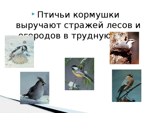 Птичьи кормушки выручают стражей лесов и огородов в трудную пору.