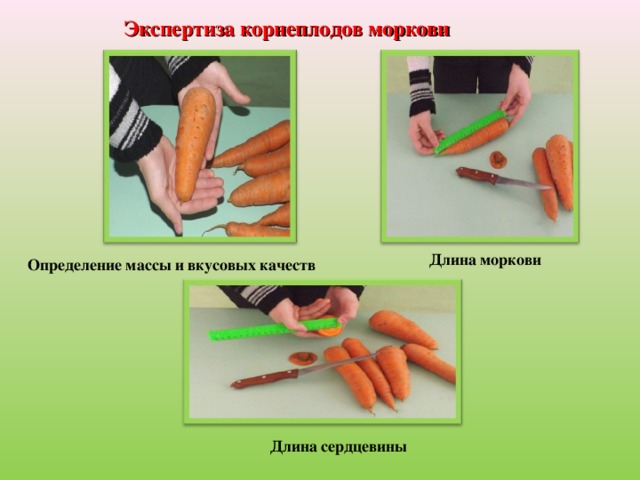 Определение массы и вкусовых качеств Экспертиза корнеплодов моркови Длина моркови Длина сердцевины