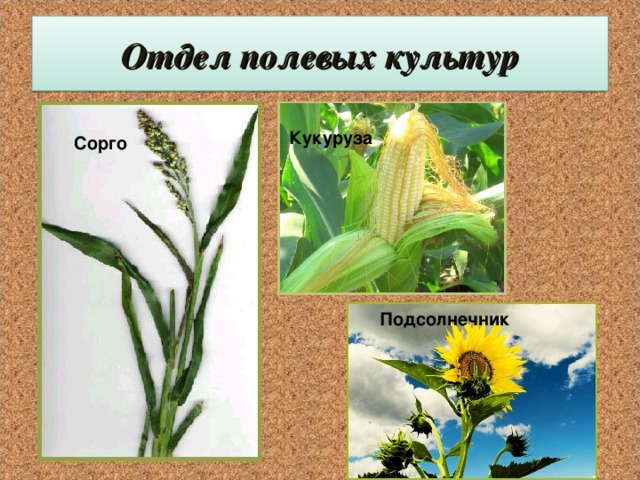 Отдел полевых культур   Кукуруза  Сорго Подсолнечник