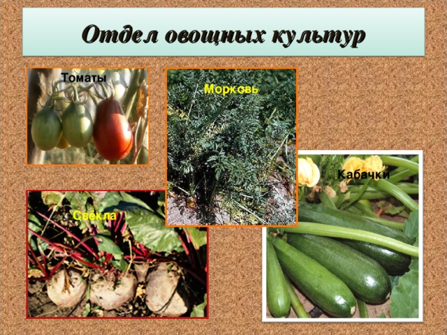 Отдел овощных культур   Томаты Морковь  Кабачки  Свёкла